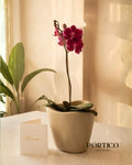 Orquidea Phalaenopsys + Maceta Tryas