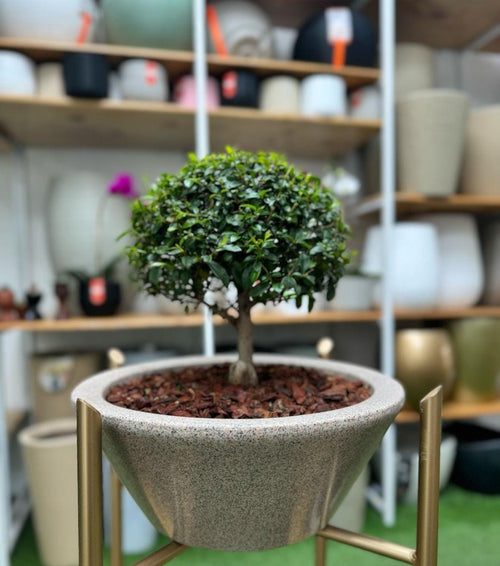 Bowl Joinville Liso 24x12 Granito Efecto Piedra