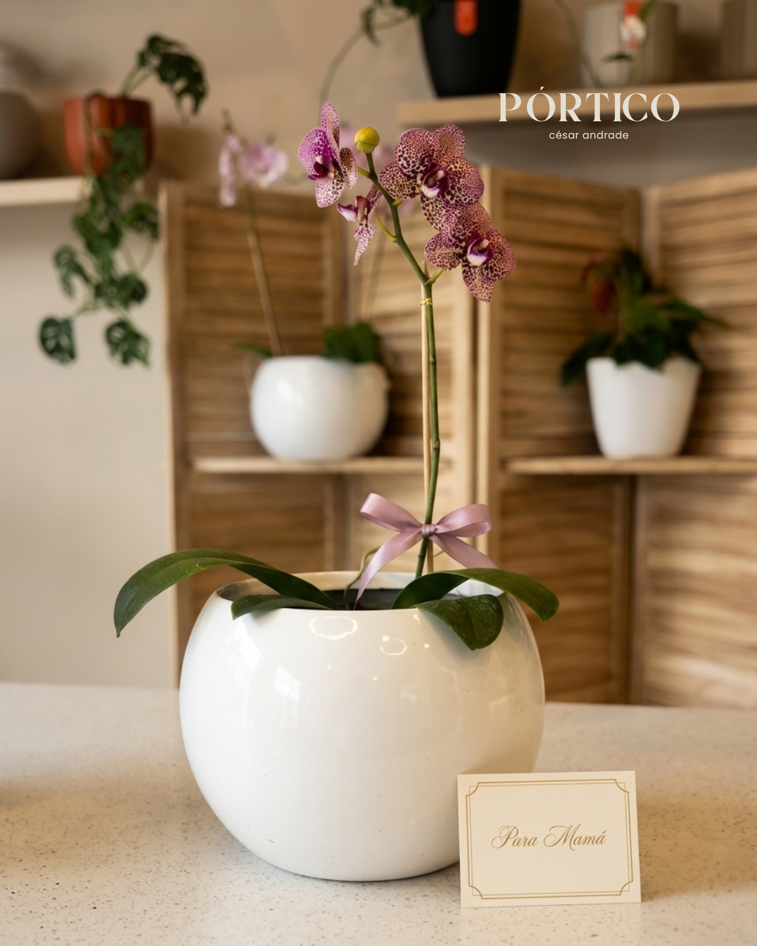 Orquidea + Maceta Fiorella