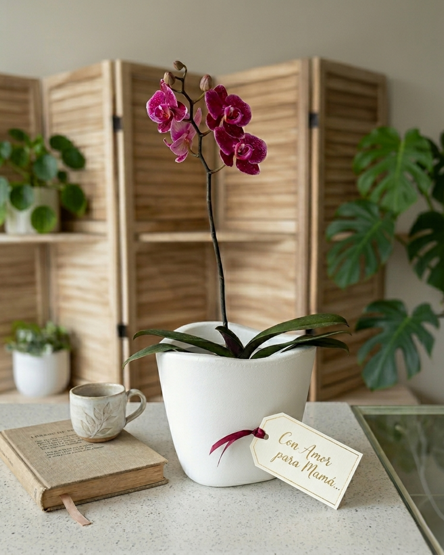 Orquidea Phalaenopsys + Maceta Tryas