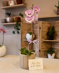 Maceta Spello + Orquidea Phalaenopsys